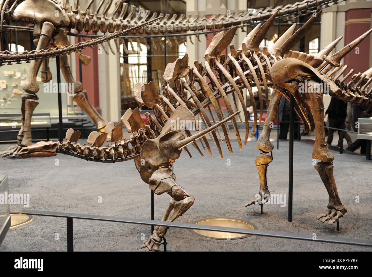 Dinosaurier Halle. Skelett von Kentrosaurus, thyroosaurid Dinosaurier, die am Ende der Kreidezeit lebten. Museum für Naturkunde (Museum für Naturkunde). Berlin Deutschland. Europa. Stockfoto
