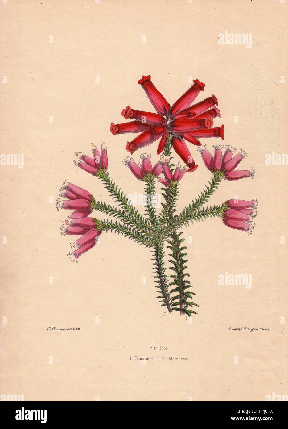 Erica Sorten. Rosa Thomsonii und Scharlach Mooreana Heideland. Gezeichnet und zincographed durch C.T. Rosenberg, für Thomas Moore's "Der Garten Begleiter und Floristen' Guide", 1852, herausgegeben von Karl Friedrich Cheffins.. . C.T. Rosenberg zeichnete und gravierte Viele botanicals für Moore's" des Gärtners Magazin der Botanik" und W.J. Hooker's 'Curtis's Botanical Magazine' in der Mitte des 19. Jahrhunderts. Moore (1821-1887) war der Kurator des Botanischen Gartens, Chelsea, von 1847 bis zu seinem Tod. Stockfoto