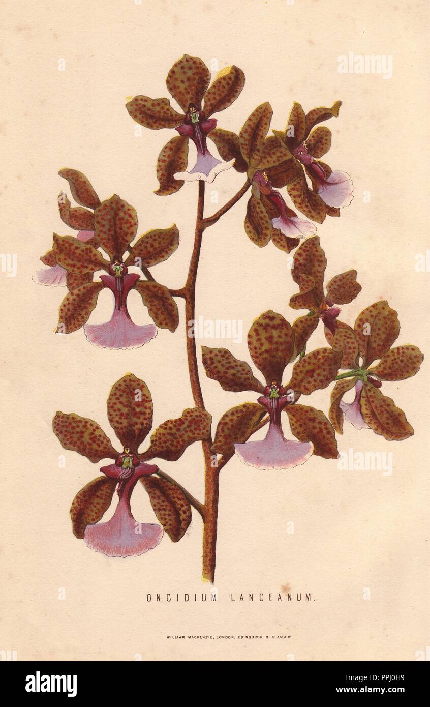 Leopard Orchidee, Oncidium lanceanum. Papierkörbe Lithographie von unbekannter Künstler von James Anderson's "Die neuen praktischen Gärtner", Glasgow, 1872. Anderson war der Bateman Goldmedaillengewinner der Royal Horticultural Society. Stockfoto