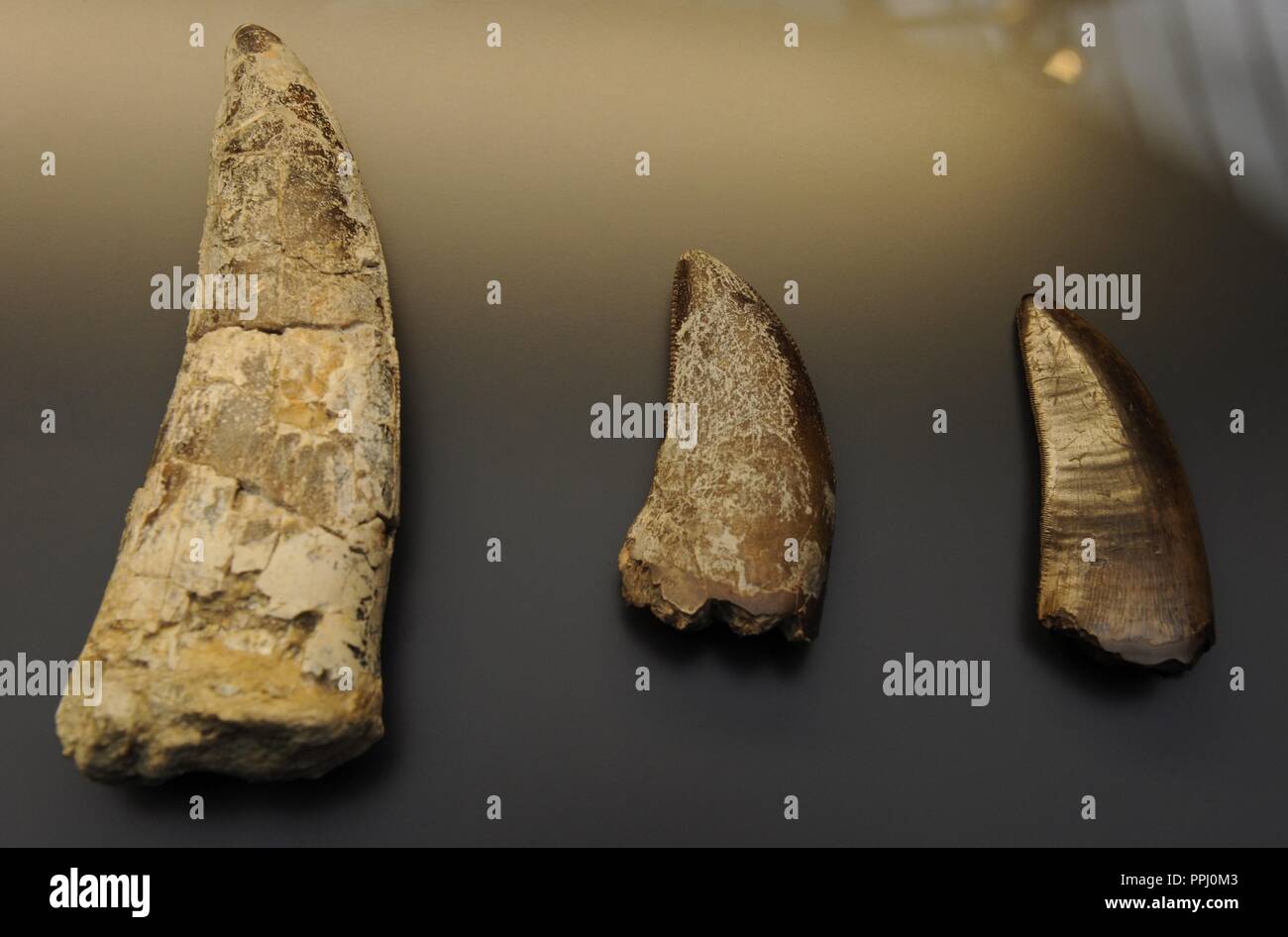 Velociraptor ist eine Gattung theropoder Theropode Saurier, die etwa 75 bis 71 Millionen Jahren während der späteren Teil der Kreidezeit lebten. Zähne detail. Museum für Naturkunde (Museum für Naturkunde). Berlin Deutschland. Europa. Stockfoto