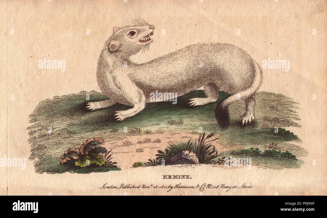 Hermelin. . Mustela Erminea. . Aus einer Zeichnung von George Edwards jetzt im British Museum kopiert. "Die Haut dieses Tieres ist sehr kostbar. Die Felle des Hermelins sind feiner und gerechter ist als die der weißen Kaninchen, aber bald gelblich.". . Papierkörbe Kupferstich aus der Naturforscher Pocket Magazin; oder, komplette Kabinett der Kuriositäten und die Schönheiten der Natur" (17981802) von Harrison, London, veröffentlicht. Stockfoto