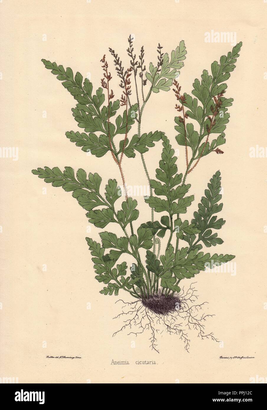 Aneimia cicutaria Farn, die Blätter und die Wurzeln. Gezeichnet und zincographed durch C.T. Rosenberg, für Thomas Moore's "Der Garten Begleiter und Floristen' Guide", 1852, herausgegeben von Karl Friedrich Cheffins.. . C.T. Rosenberg zeichnete und gravierte Viele botanicals für Moore's" des Gärtners Magazin der Botanik" und W.J. Hooker's 'Curtis's Botanical Magazine' in der Mitte des 19. Jahrhunderts. Moore (1821-1887) war der Kurator des Botanischen Gartens, Chelsea, von 1847 bis zu seinem Tod. Stockfoto