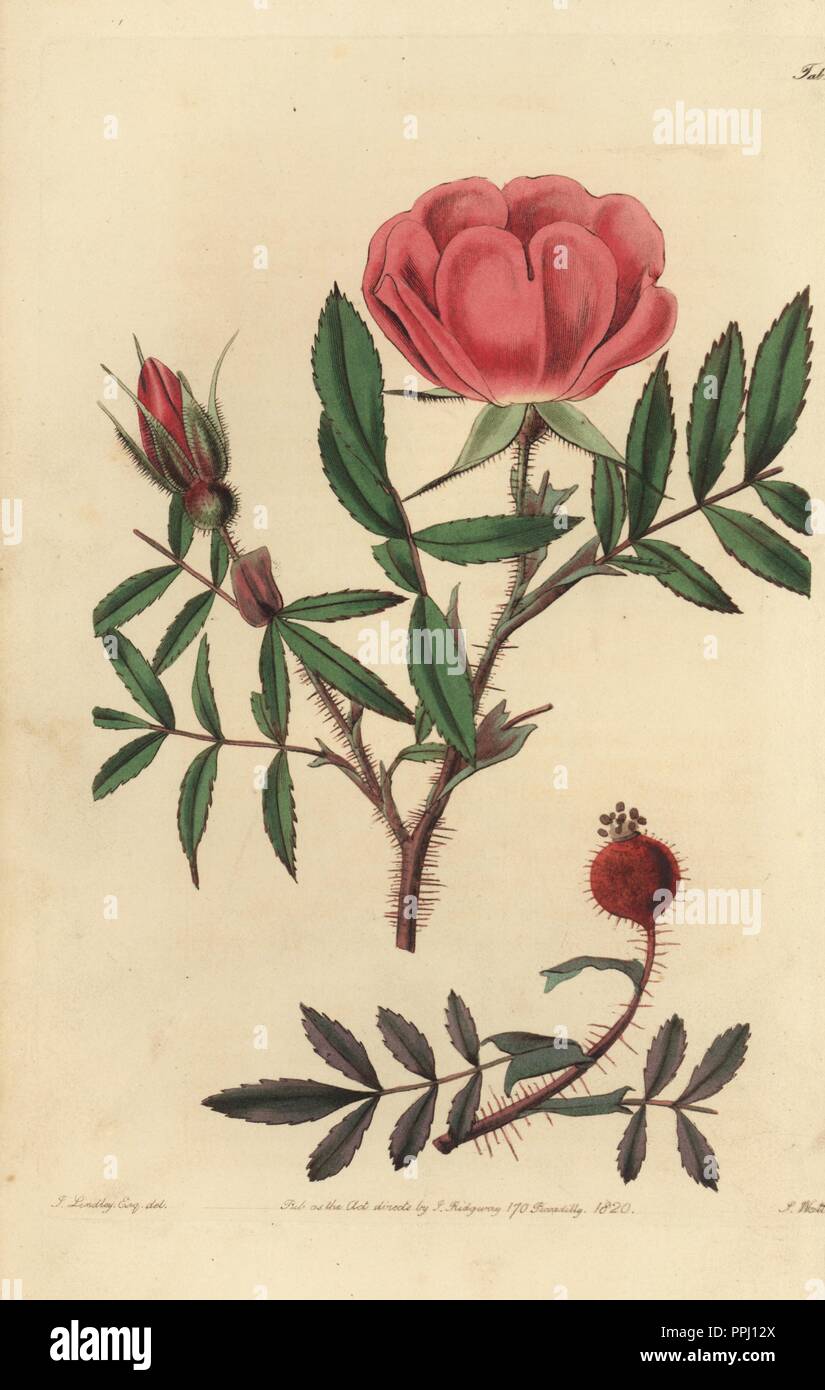 Zwerg Labrador leuchtende Rose, Rosa nitida. Papierkörbe Kupferstich von Watt graviert aus eine Illustration von John Lindley aus seinem eigenen "Monographia Rosarum oder einem botanischen Geschichte der Rosen", London, Ridgeway, 1820. Lindley (1799-1865) war ein englischer Botaniker spezialisiert auf Rosen und Orchideen. Lindley schrieb und illustrierte Monografie, wenn gerade 22 Jahre alt. Er ging zu dem "botanischen Registrieren' von 1829 bis 1847 zu bearbeiten. Stockfoto