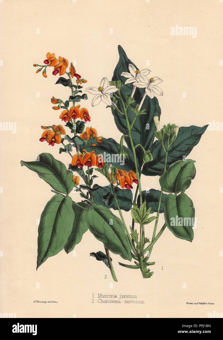 Munronia javanica und Chorozema nervosum. Kleine weiße Blumen Munronia aus Indien, und Orang-blühenden Gewächshaus pflanze Chorozema aus Australien.. Gezeichnet und zincographed durch C.T. Rosenberg, für Thomas Moore's "Der Garten Begleiter und Floristen' Guide", 1852, herausgegeben von Karl Friedrich Cheffins.. . C.T. Rosenberg zeichnete und gravierte Viele botanicals für Moore's" des Gärtners Magazin der Botanik" und W.J. Hooker's 'Curtis's Botanical Magazine' in der Mitte des 19. Jahrhunderts. Moore (1821-1887) war der Kurator des Botanischen Gartens, Chelsea, von 1847 bis zu seinem Tod. Stockfoto