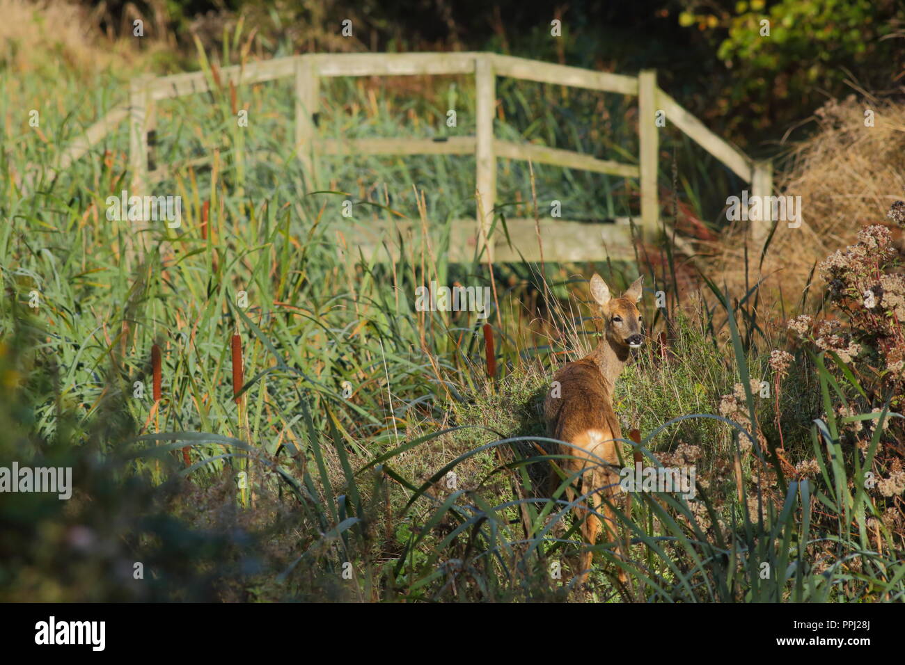 Weiblichen Rotwild (Cervus elaphus) in lokalen Naturschutzgebiet im East Devon Stockfoto