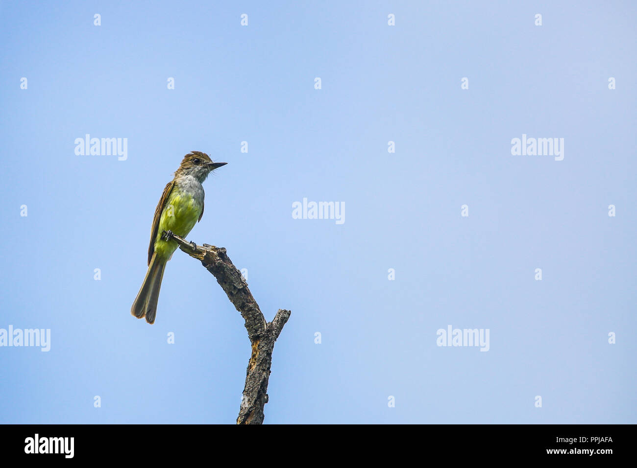 Dusky-capped Schopftyrann o Copeton Triste. anida en los huecos de Los Troncos. **** Reserva Monte Mojino (ReMM) de la Natürliche Kultur International ( Stockfoto