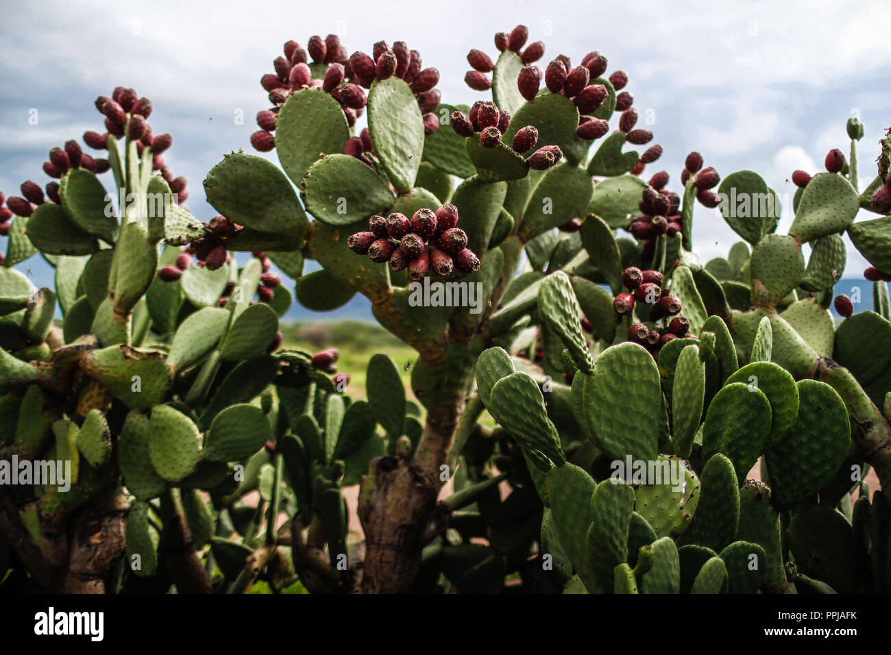 Dschungel im Monte Mojino finden in der Sierra de Alamos, Mexiko mit dichter Vegetation, zum Erhalt der Flüsse und Wasser gewidmet. Stockfoto