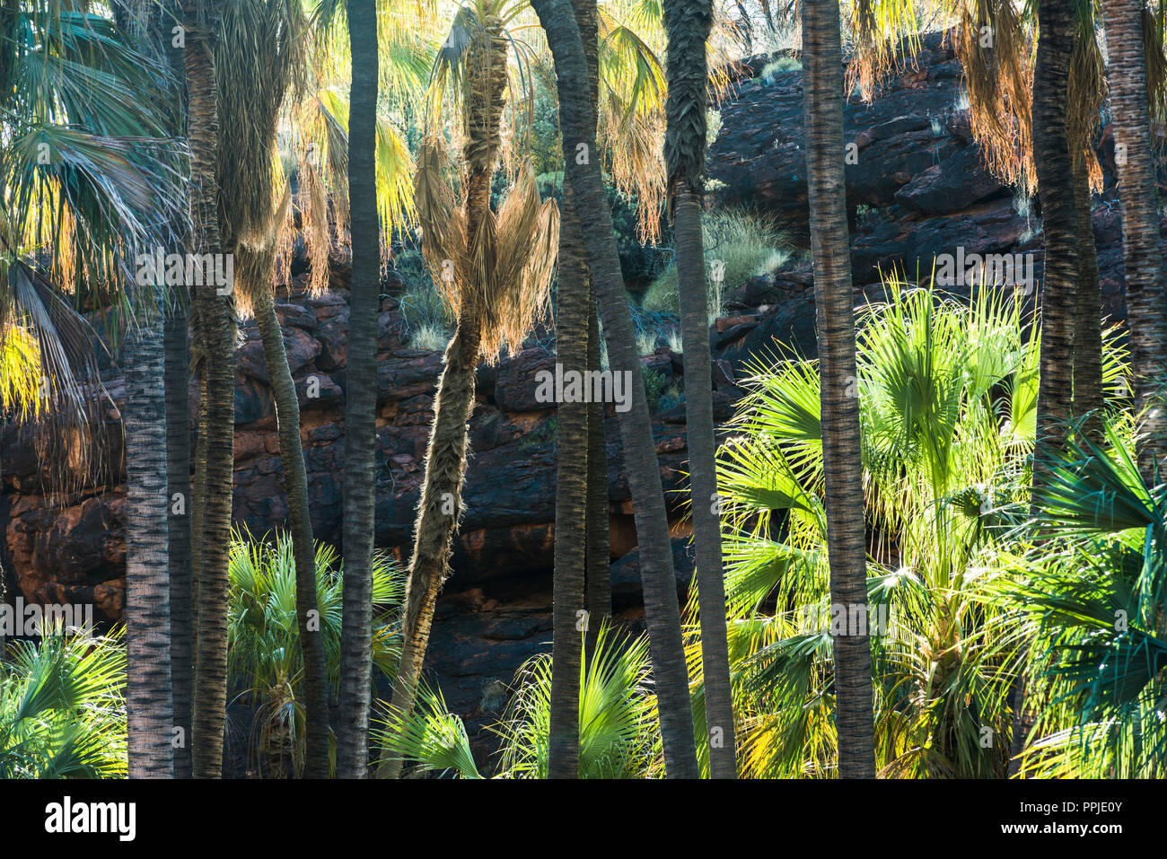 Livistona Mariae, Rotkohl Palm, Palm Valley, MacDonnell Ranges, Nothern Territory, Australien Stockfoto