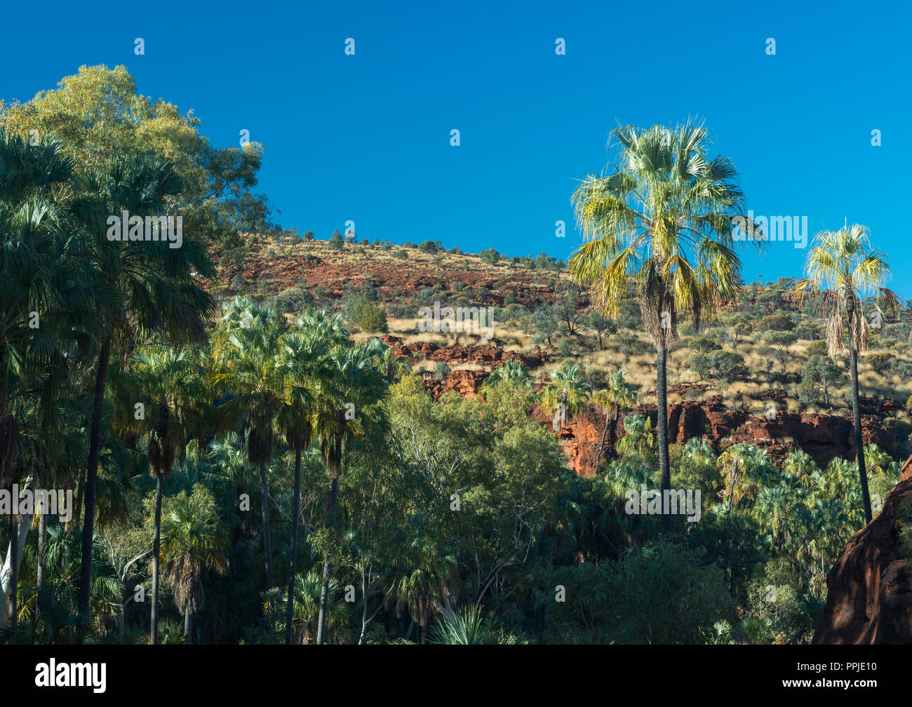 Livistona Mariae, Rotkohl Palm, Palm Valley, MacDonnell Ranges, Nothern Territory, Australien Stockfoto