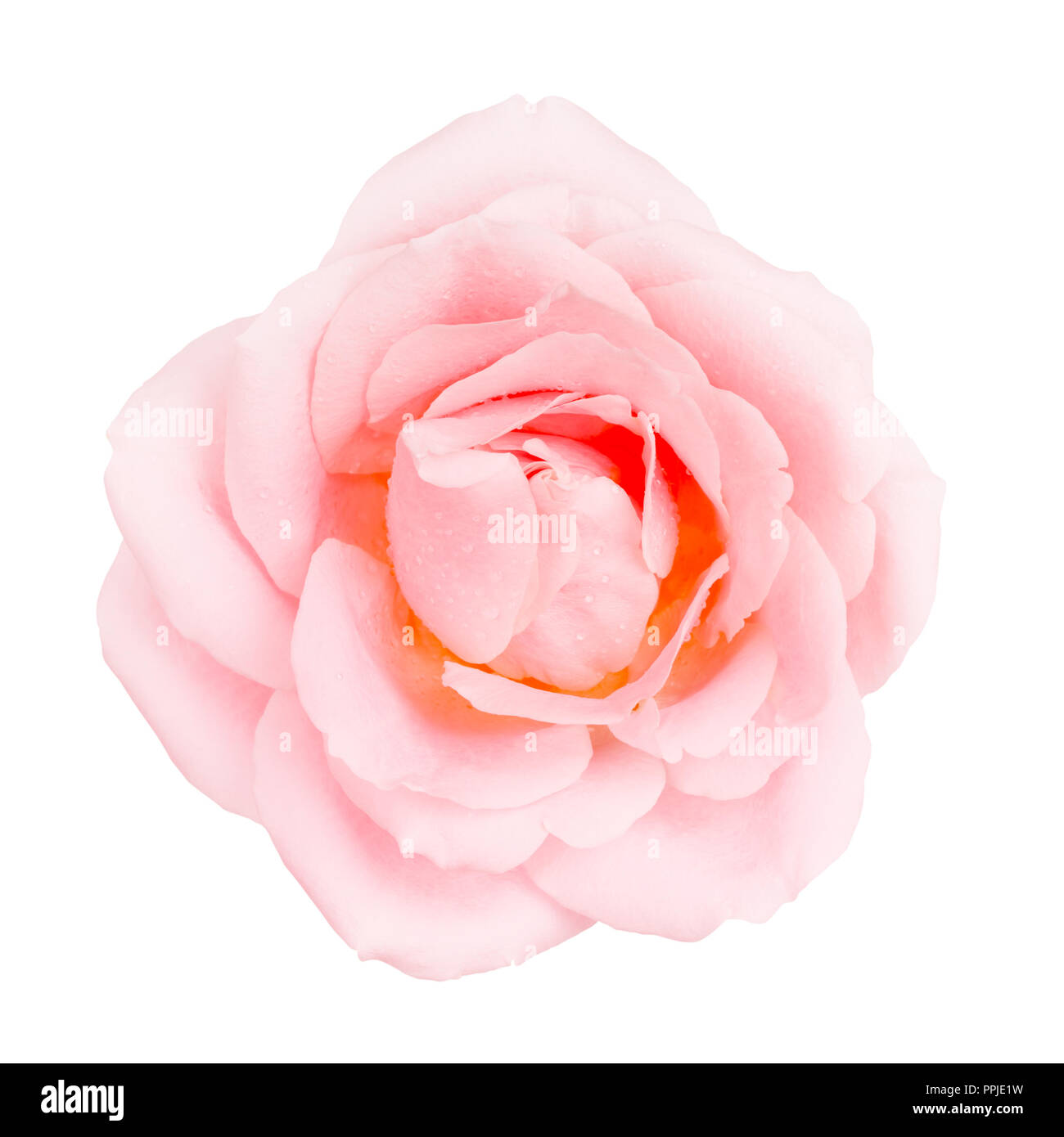 einzelne rosa rose Blume, isoliert auf weißem, Top Aussicht Stockfoto