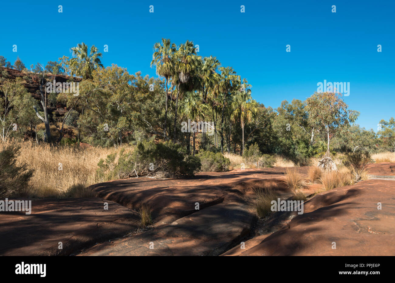 Livistona Mariae, Rotkohl Palm, Palm Valley, MacDonnell Ranges, Nothern Territory, Australien Stockfoto