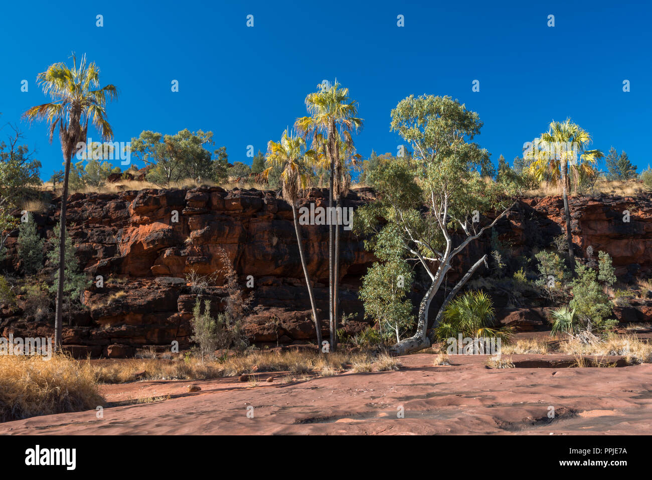 Livistona Mariae, Rotkohl Palm, Palm Valley, MacDonnell Ranges, Nothern Territory, Australien Stockfoto