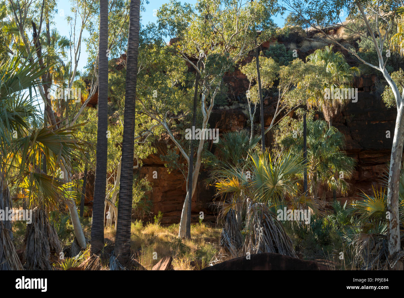 Livistona Mariae, Rotkohl Palm, Palm Valley, MacDonnell Ranges, Nothern Territory, Australien Stockfoto