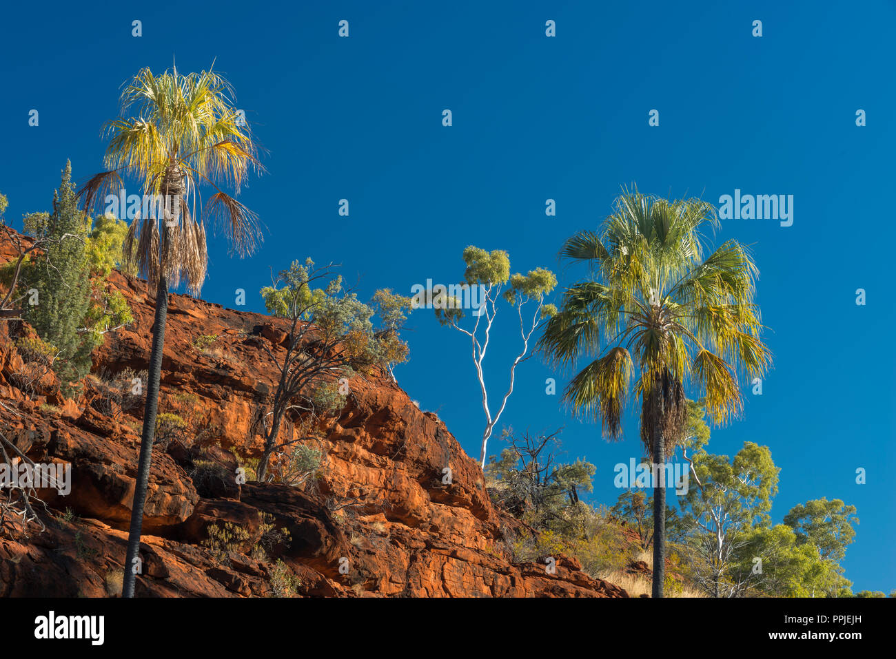 Livistona Mariae, Rotkohl Palm, Palm Valley, MacDonnell Ranges, Nothern Territory, Australien Stockfoto