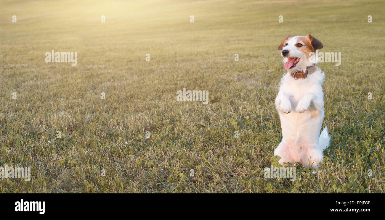 BANNER DER EIN PORTRÄT EINES JACK RUSSELL HUND STEHT AUF ZWEI BEINEN INTHE GRAS, SCHAUT IN RICHTUNG DER SONNE IM HERBST Stockfoto
