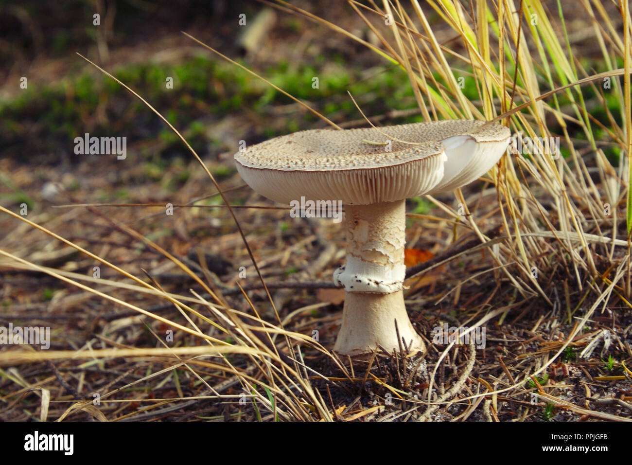 Ein Pilz im Wald wachsenden Stockfoto