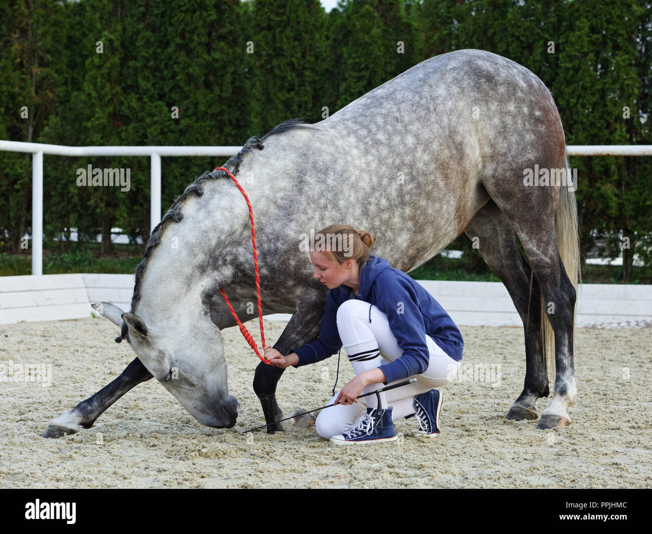 Frau und Pferd, Natural Horsemanship Praktiker Stockfoto