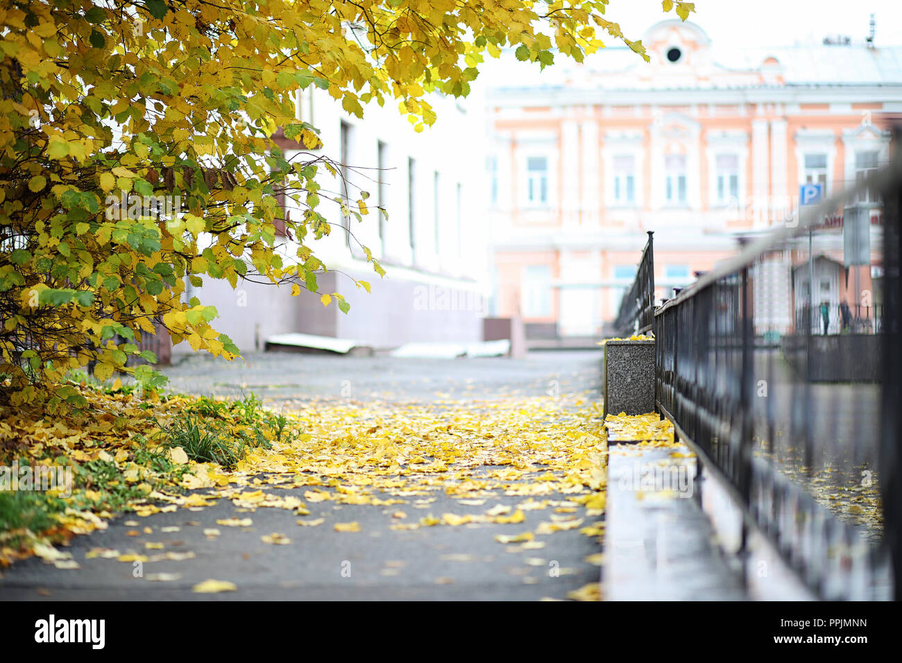 Herbst Landschaft. Die Blätter von den Bäumen in der Stadt. Aut Stockfoto