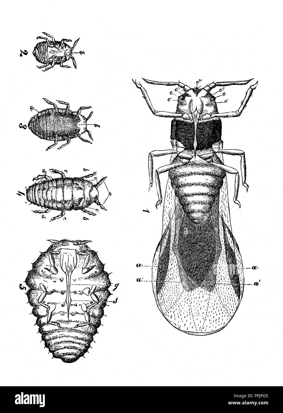 Die Reblaus. Homopter Insekt, Parasit der Weinrebe. Stiche von 1879. Stockfoto