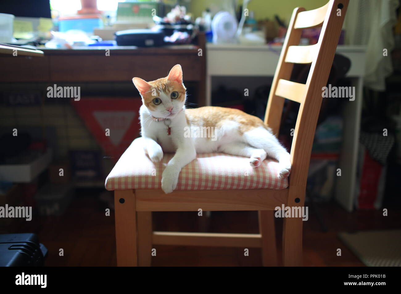 Cat watching auf dem Stuhl Stockfoto