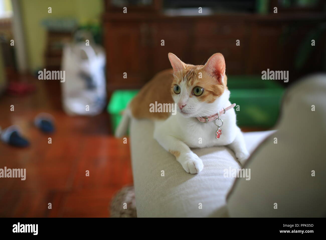 Faule Katze zu Hause Stockfoto