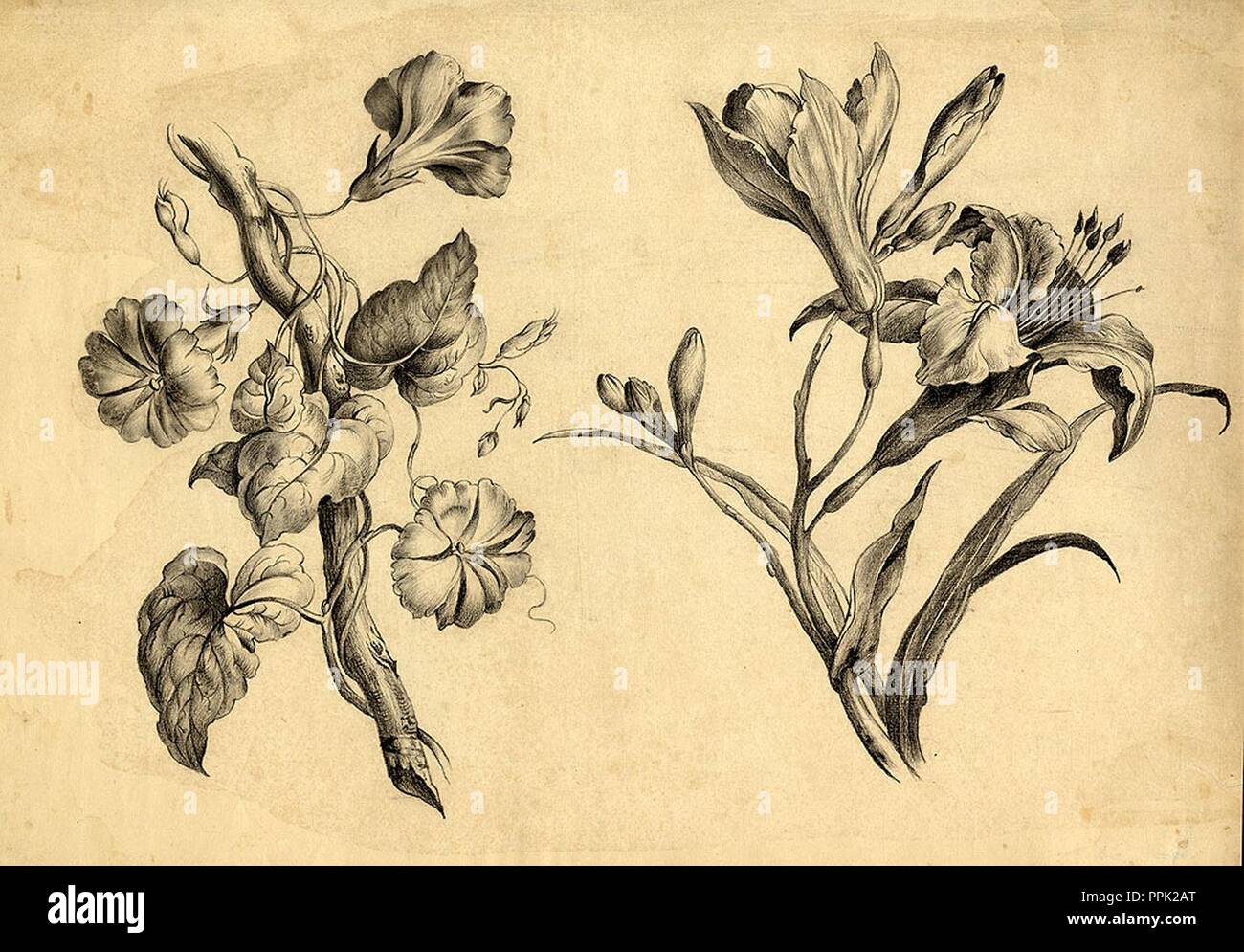 Blumen (Rankpflanze, Lilie) ubs G 0263 III 002. Stockfoto