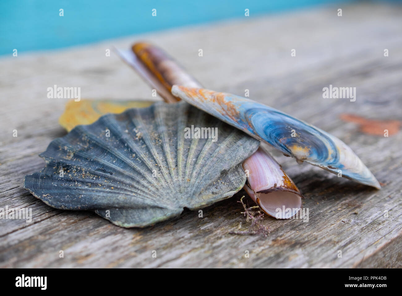 Anordnung der Strand Muscheln in den Tönen Blau, Rosa und Gelb auf ein gebleichtes Holz- Hintergrund Stockfoto