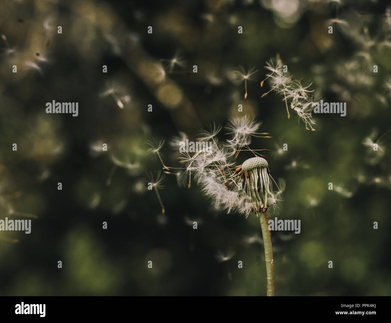 Löwenzahn Samen weg durchgebrannt Stockfoto