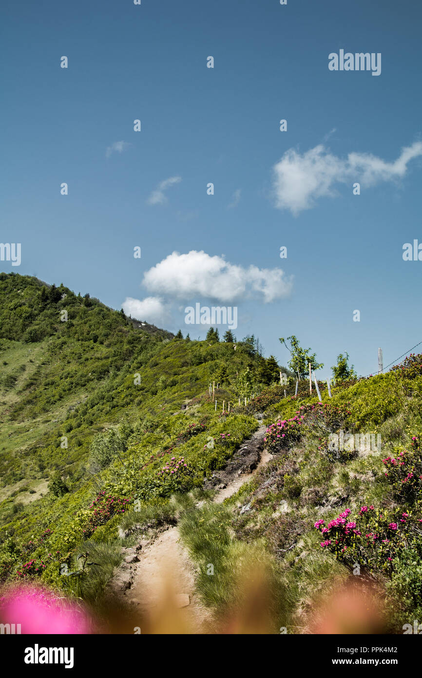 Wanderweg von bergkräutern unter blauem Himmel umgeben Stockfoto