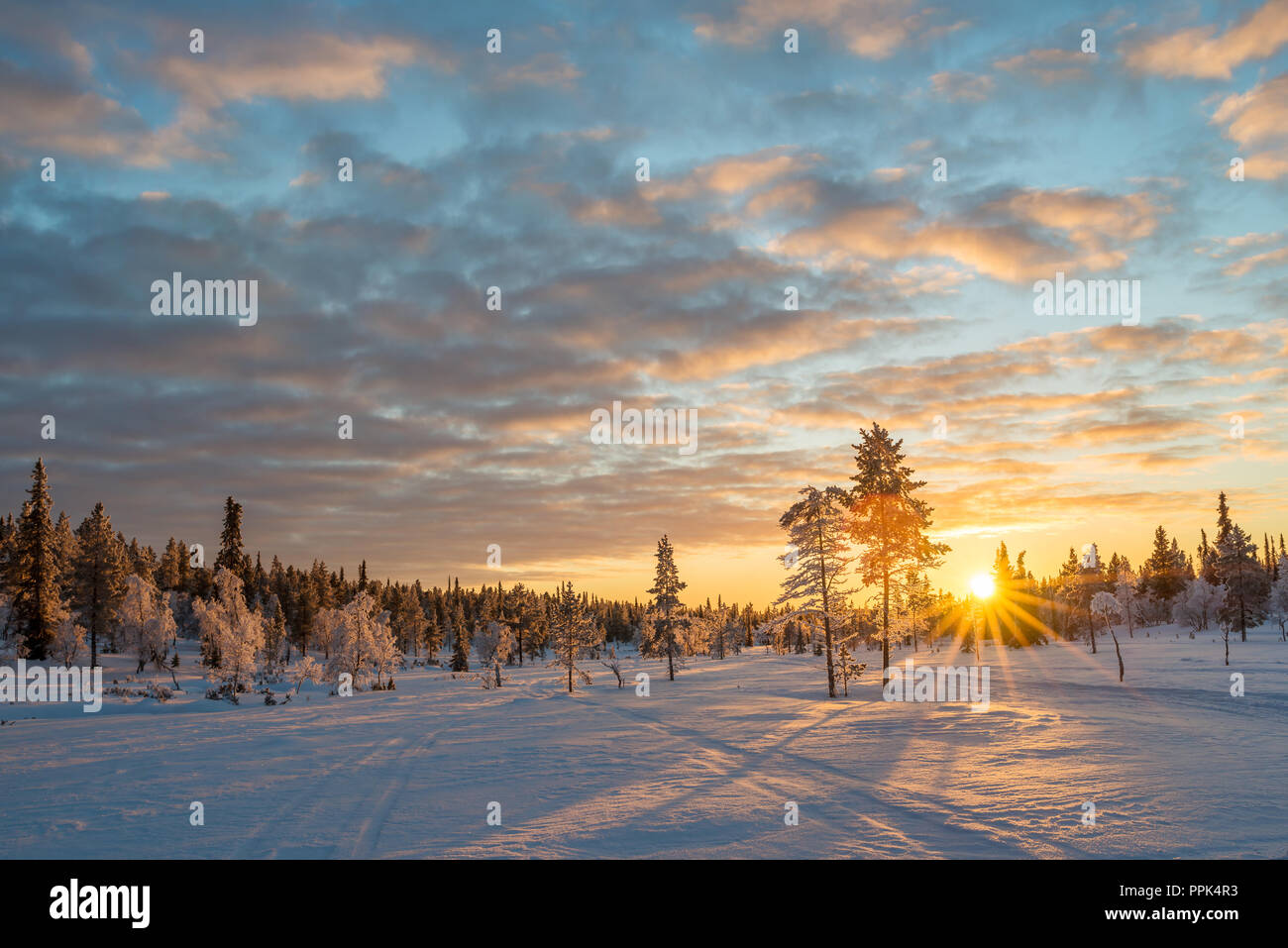 Verschneite Landschaft bei Sonnenuntergang, gefrorene Bäume im Winter in Saariselkä, Lappland, Finnland Stockfoto