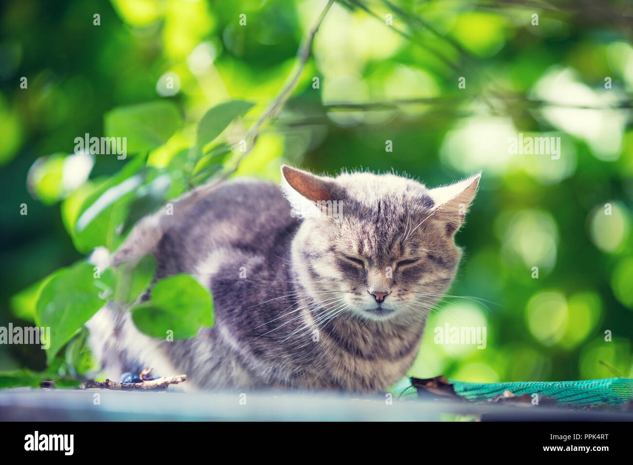 Niedliche graue Katze schlafend im Garten Stockfoto