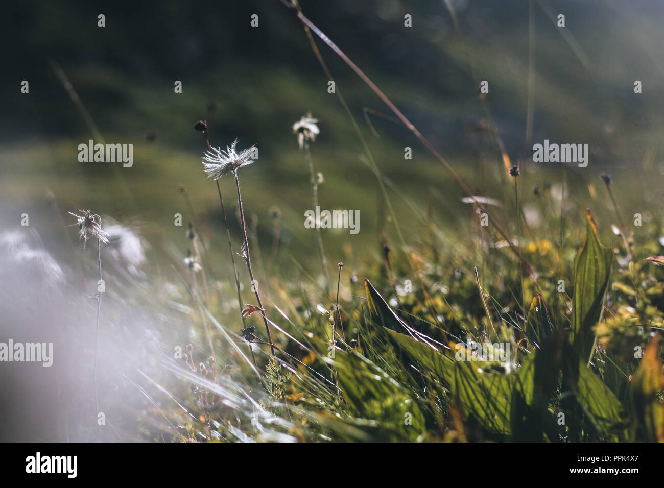 Hohes Gras mit weißen Blüten Stockfoto