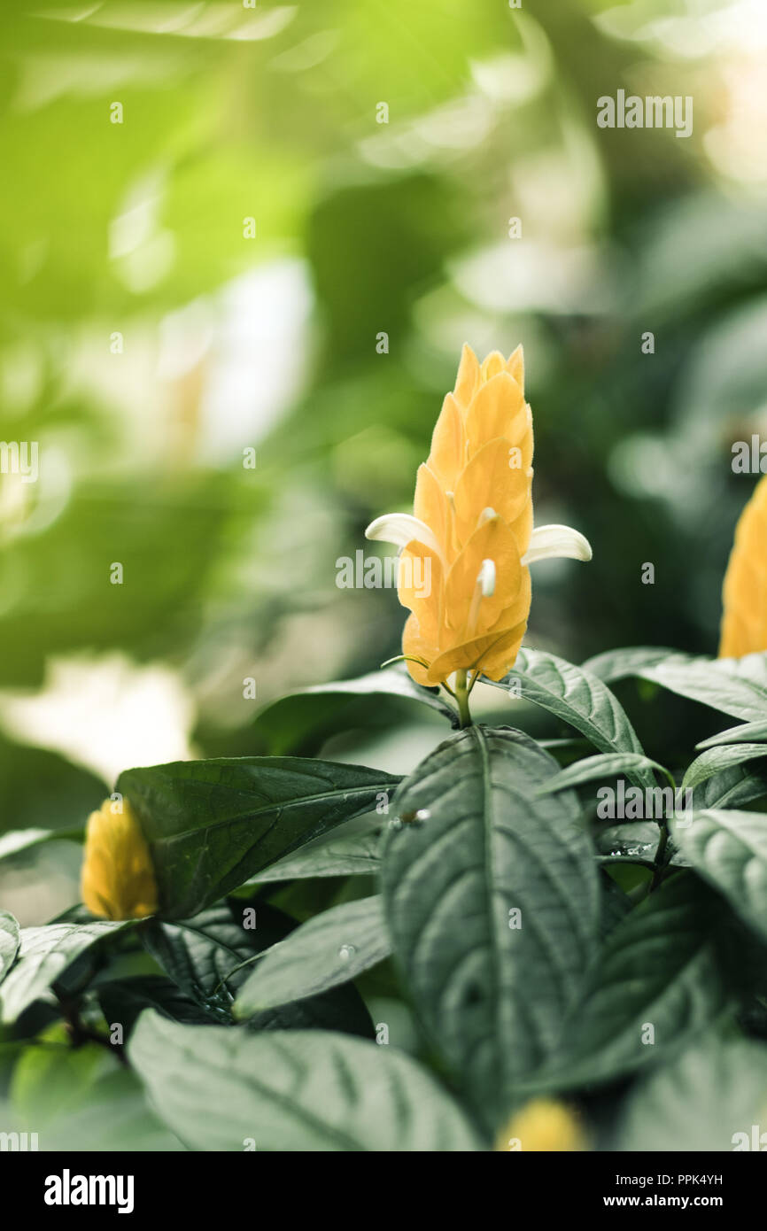 Gelbe Blüten Pflanzen Stockfoto