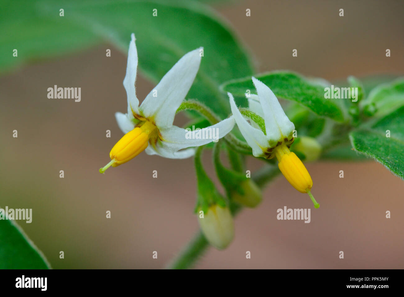 Schwarze Tollkirsche, Atropa belladonna. Blumen closeup Stockfoto