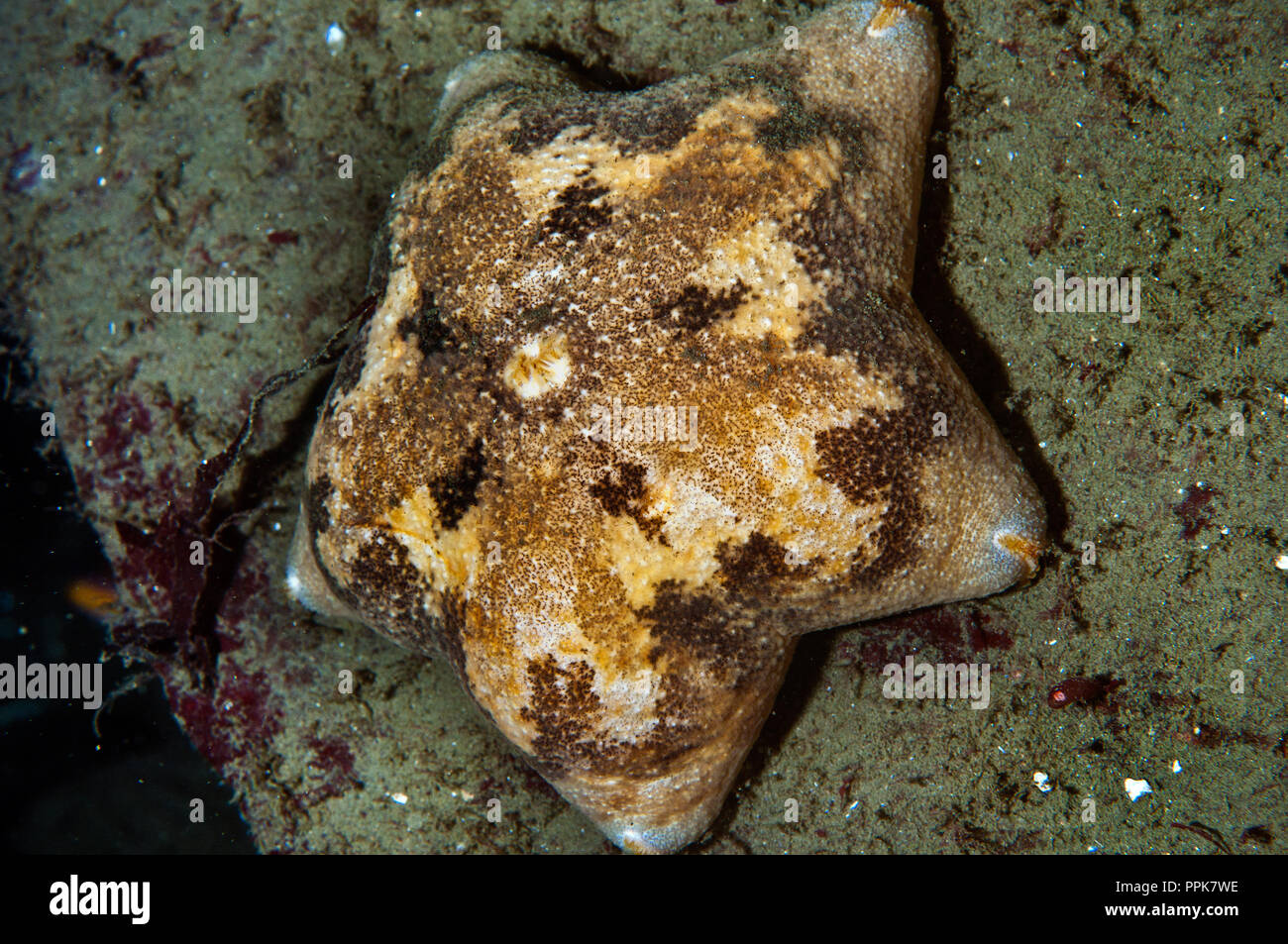 Tesselatus Pteraster Stockfoto
