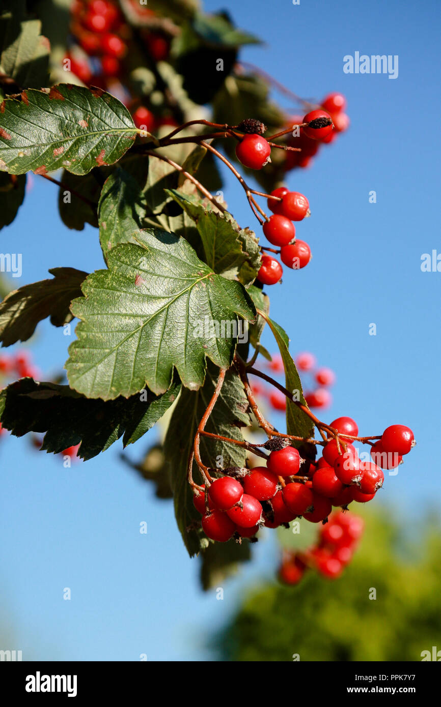 hafen im alten phÃ¶nizien Laubbaum Rote Beeren