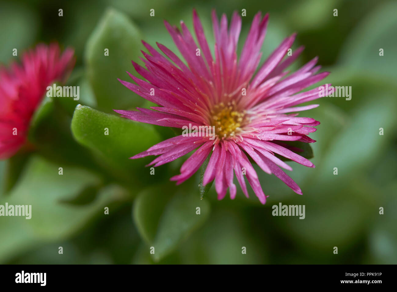 Rote Blume von Aptenia cordifolia Stockfoto