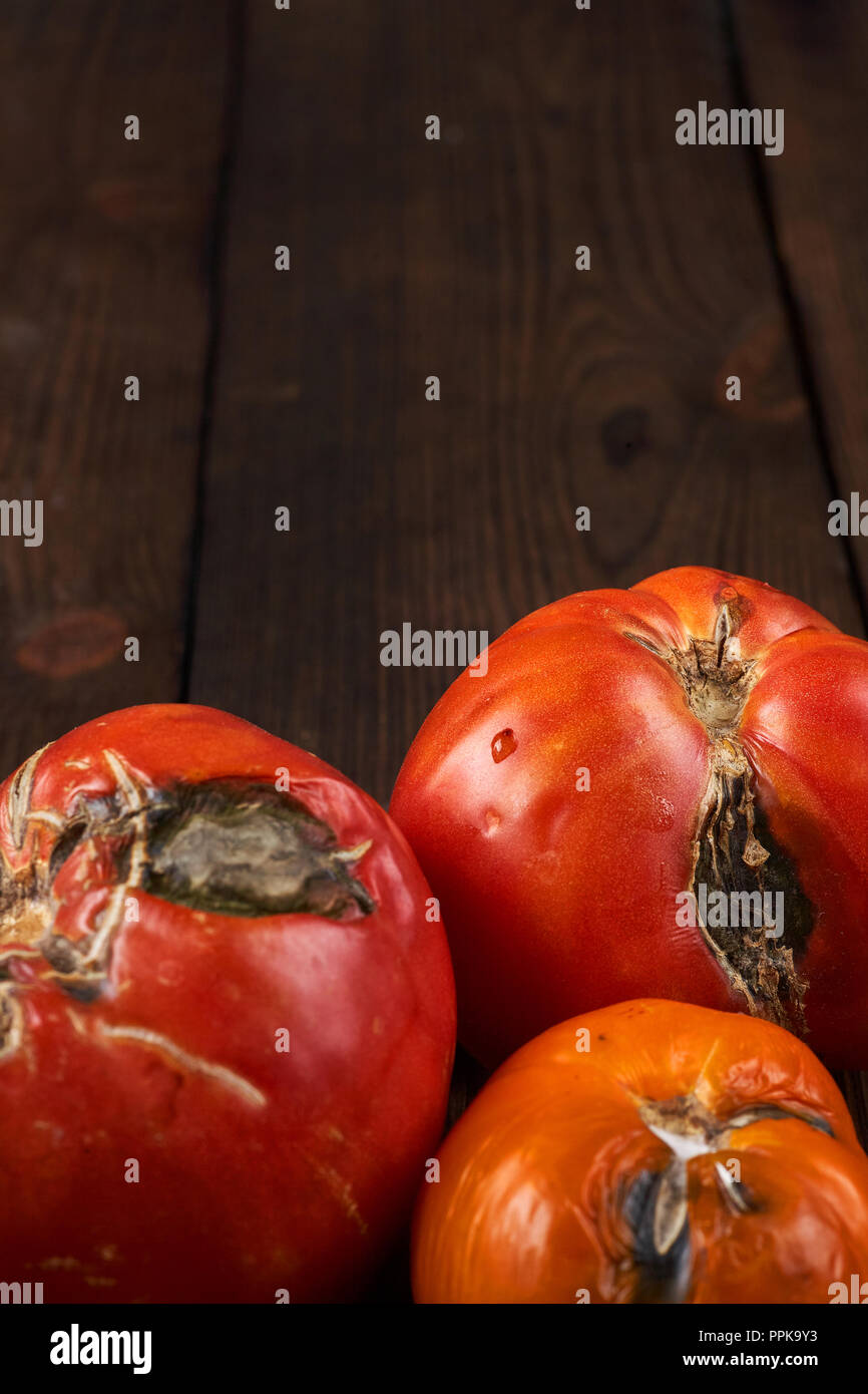 Verwöhnt, Faul drei Tomaten auf einem dunklen Hintergrund. Stockfoto