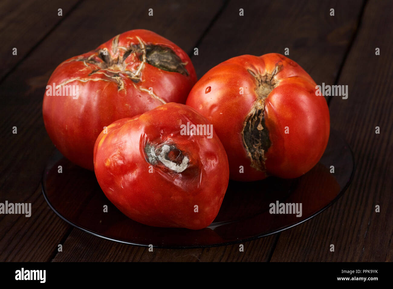 Verwöhnt, Faul drei Tomaten auf einem dunklen Hintergrund. Stockfoto