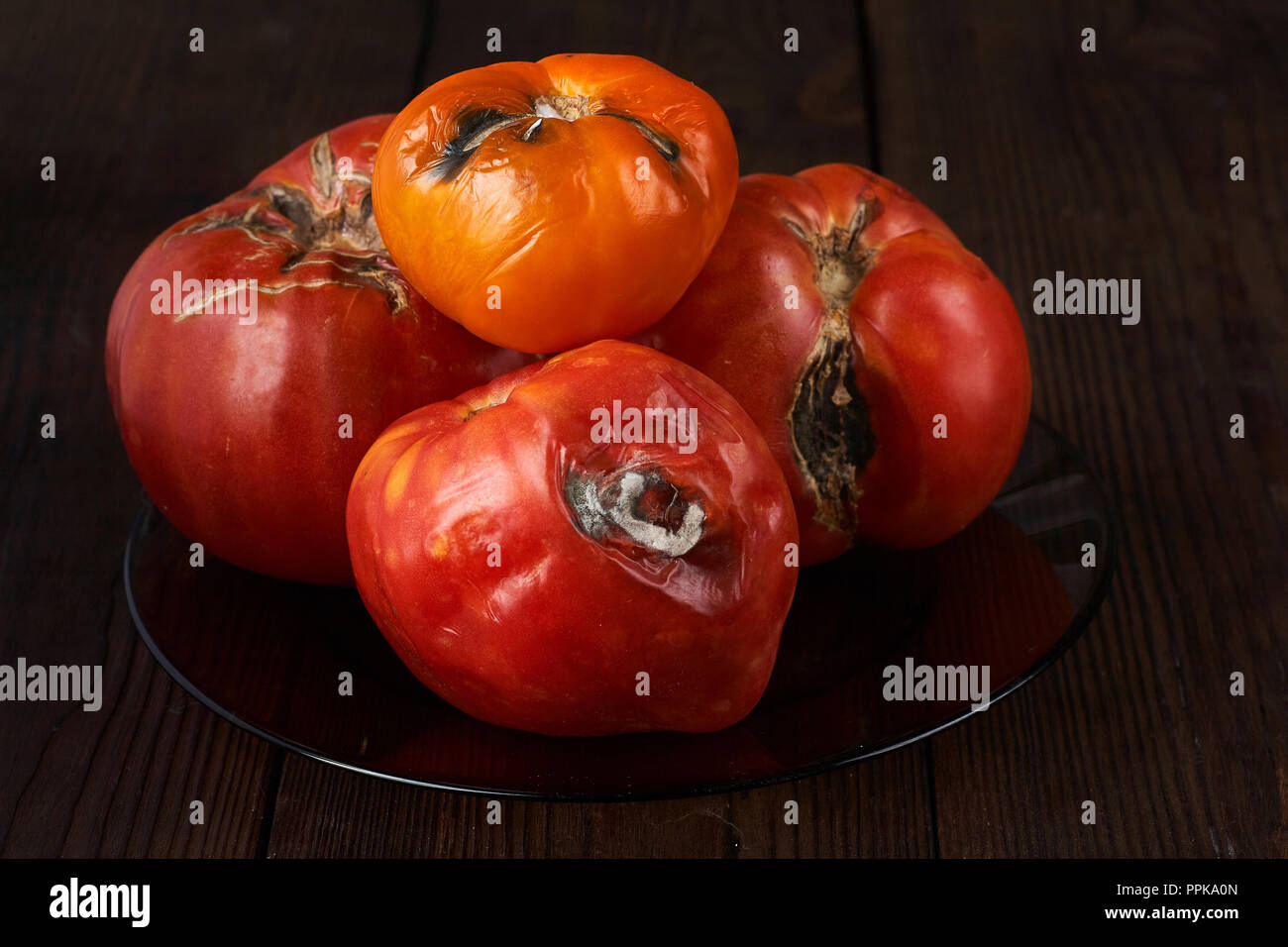 Verwöhnt, Faul drei Tomaten auf einem dunklen Hintergrund. Stockfoto