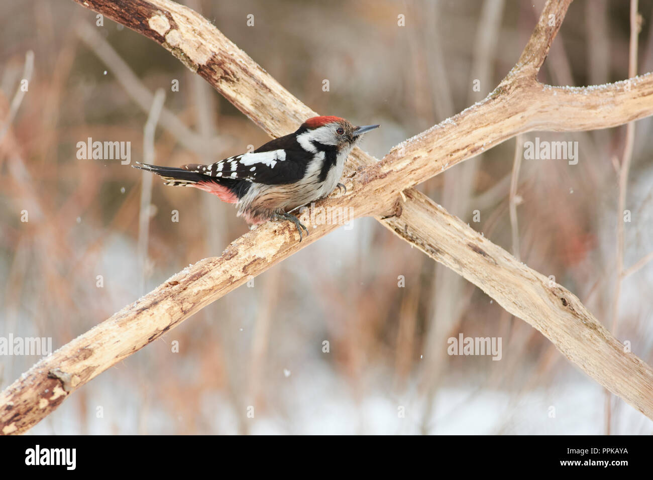 Mitte Buntspecht (Dendrocoptes medius) sitzt auf die gekreuzten Zweigen unter dem fallenden Schnee. Stockfoto