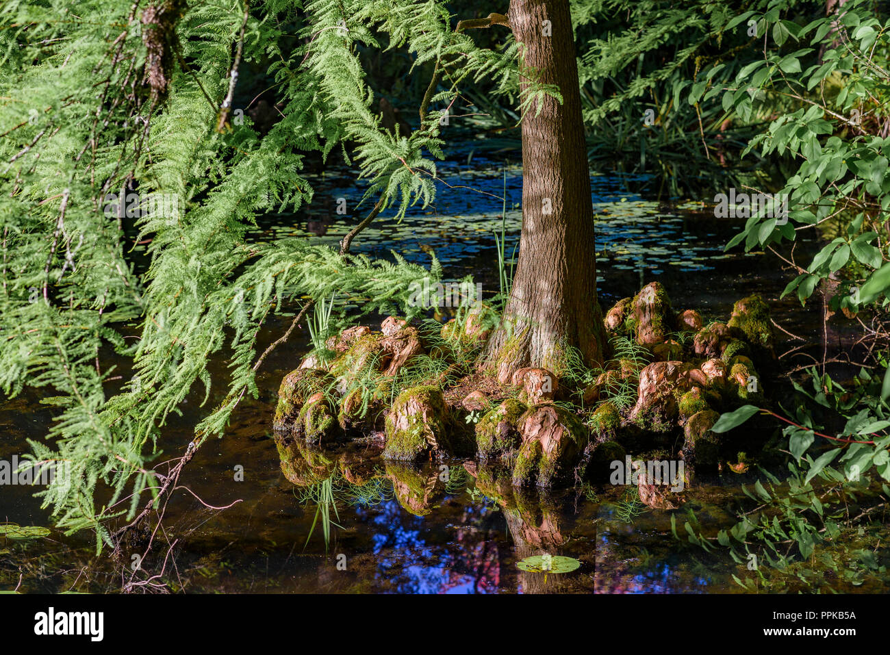 Swamp Cypress Tree, distichum Taxodium distichum, VanDusen Botanical Garden, Vancouver, British Columbia, Kanada Stockfoto