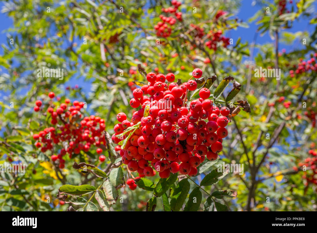 Rote Beeren der Eberesche, Eberesche. Suffolk, Großbritannien. Stockfoto