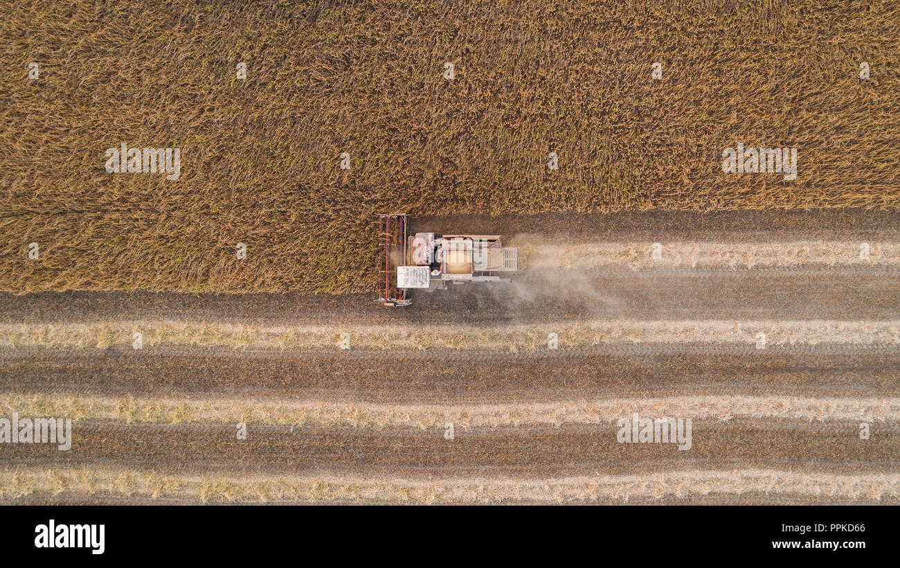 Feldhäcksler Arbeiten in Feld und mäht Sojabohne. In der Ukraine. Luftaufnahme. Stockfoto