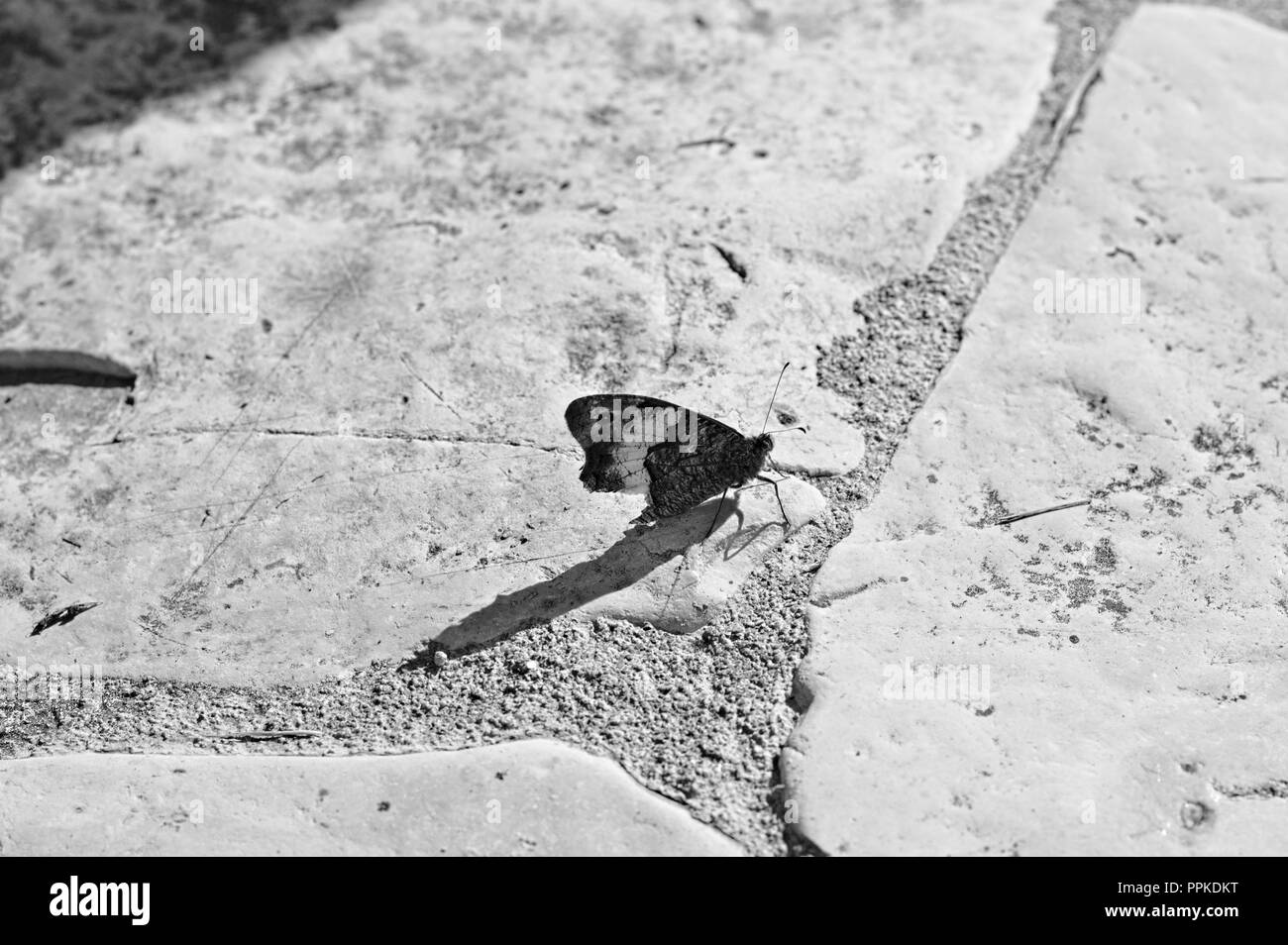 Isolierte schwarze und weiße Schmetterling auf dem Boden (Marken, Italien, Europa) Stockfoto