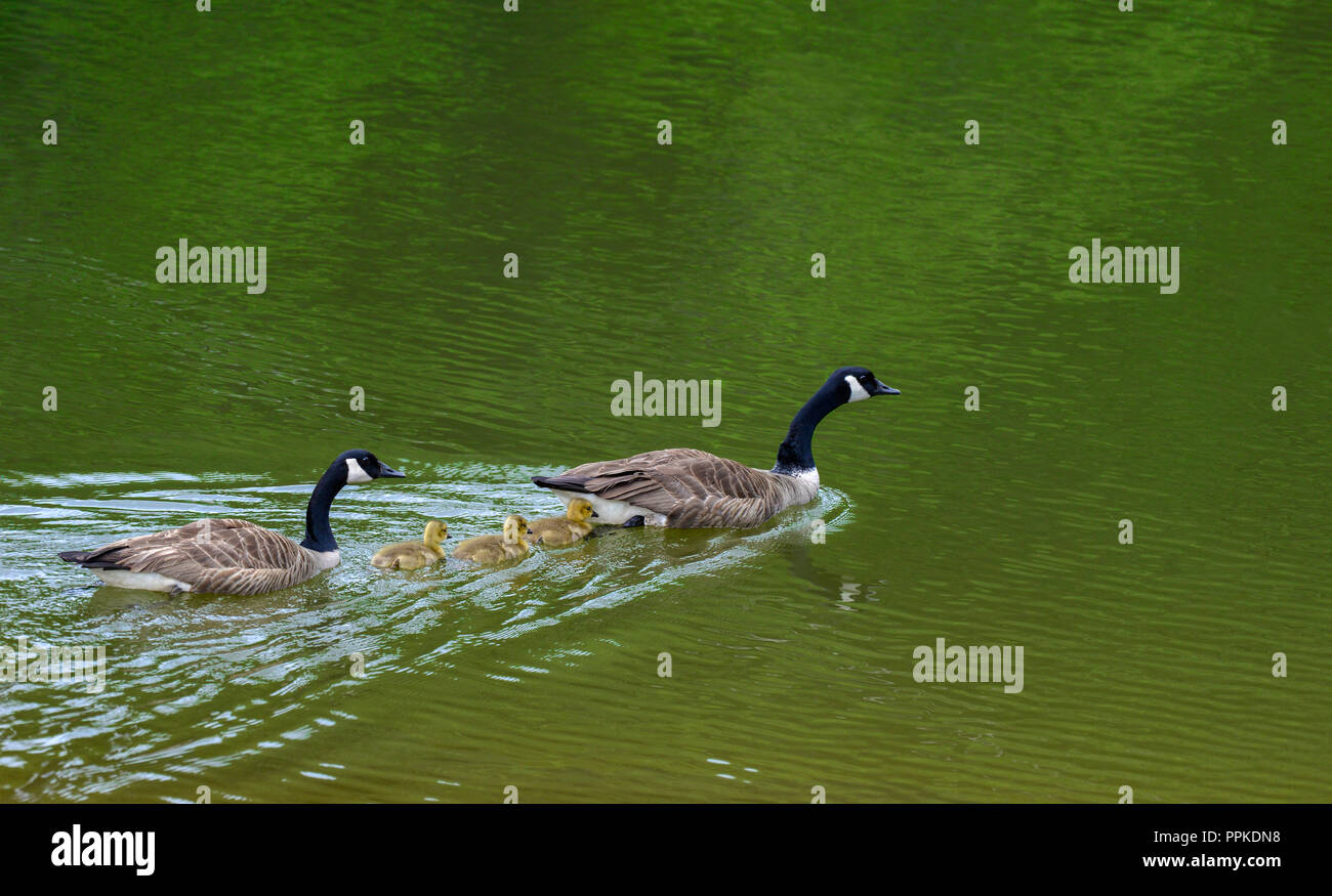 Kanadische Gänse Familie mit Küken schwimmen auf Binnengewässern von Lake Lanier in Gainesville, Georgia, USA Stockfoto