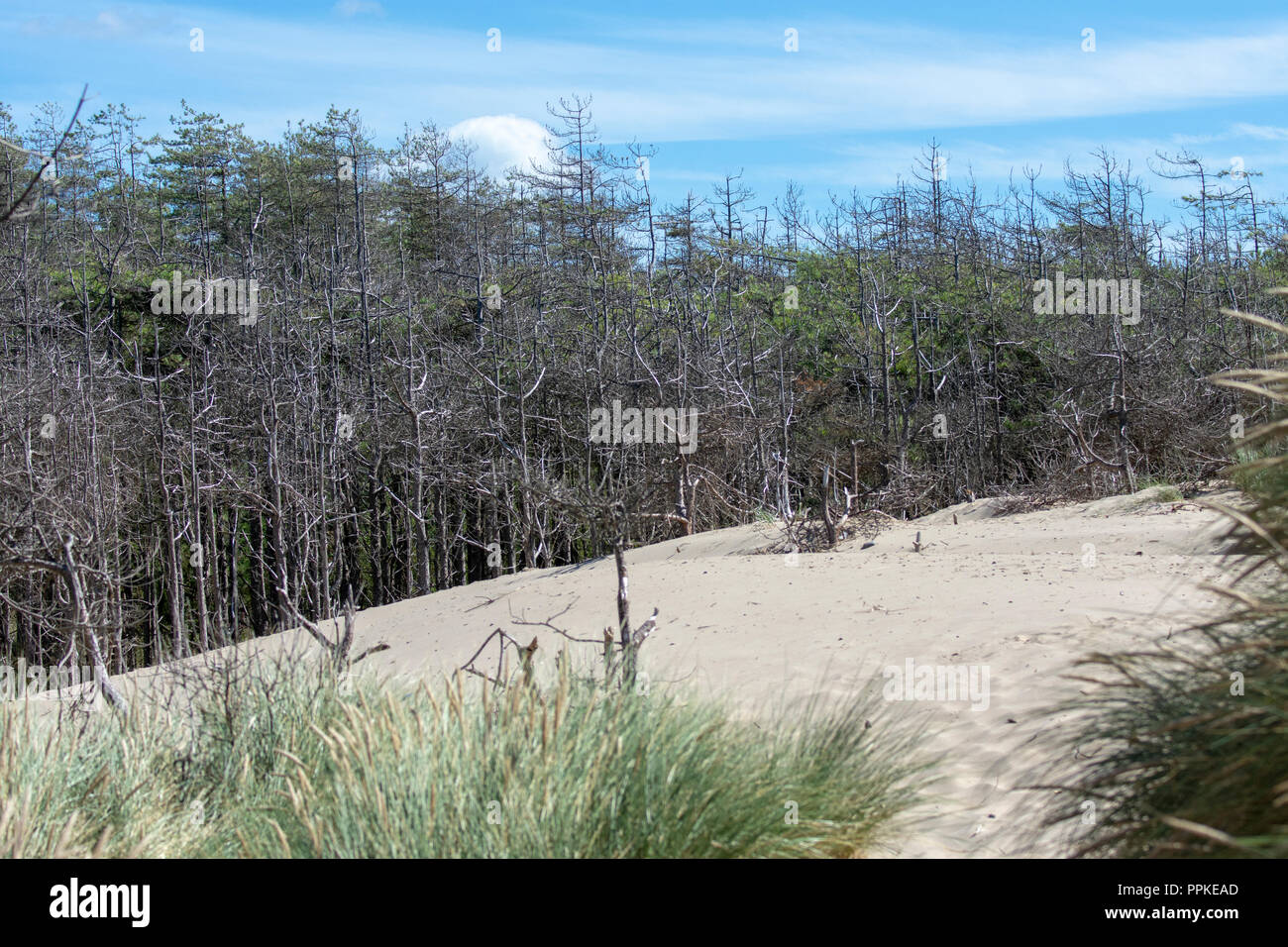 Marram Gras (Ammophila arenaria) und Sanddünen mit Pinien durch den Sand dune im Hintergrund verschlungen Stockfoto