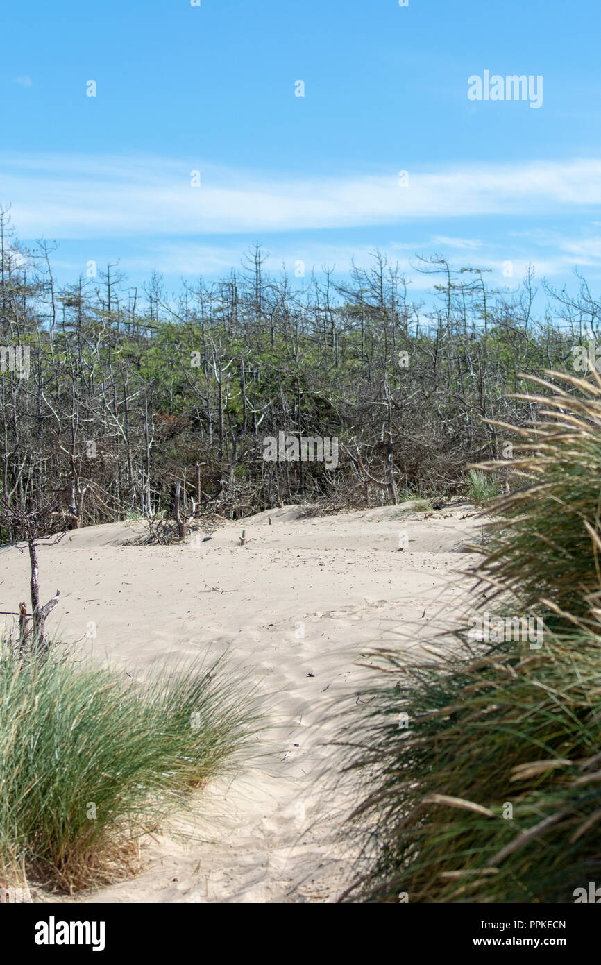 Marram Gras (Ammophila arenaria) und Sanddünen mit Pinien durch den Sand dune im Hintergrund verschlungen Stockfoto