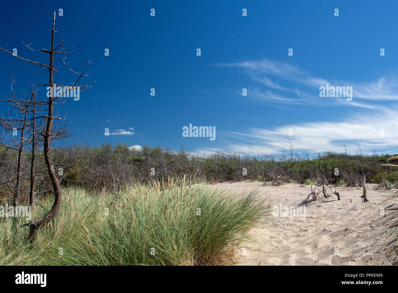 Marram Gras (Ammophila arenaria) und Sanddünen mit Pinien durch den Sand dune im Hintergrund verschlungen Stockfoto