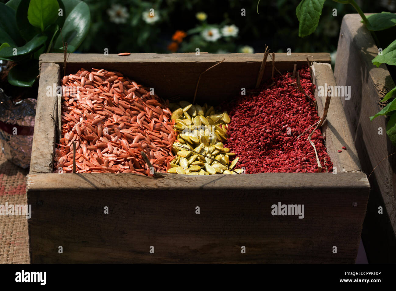Bunte mit Saatgut, gelb, rot und orange im Holzkasten. Stockfoto